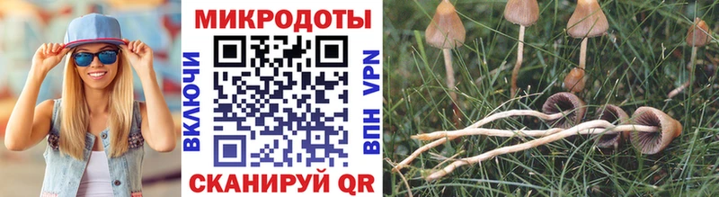 Купить закладки  Александровское  Псилоцибиновые грибы мицелий 